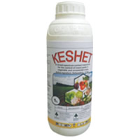 Keshet