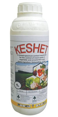 Keshet